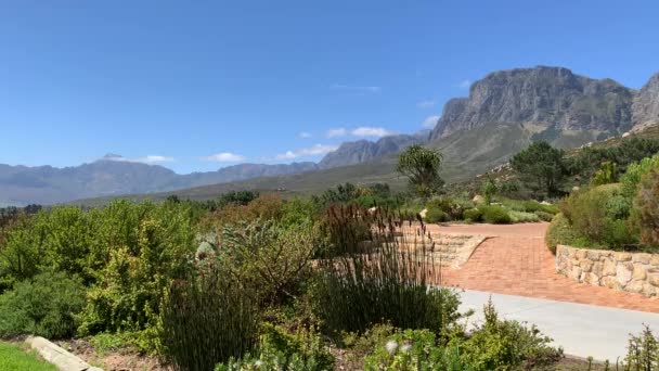 Fynbos Riet Planten Tuin Met Uitzicht Bergen Landbouwgronden — Stockvideo