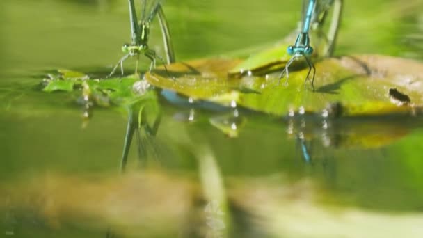 Macro Shot Van Aquatische Libellen Zittend Bladeren Drijvend Het Oppervlak — Stockvideo