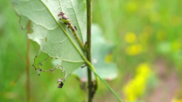 Coccinelle Sept Points Coccinelle Assise Sur Une Feuille Faisant Son — Video