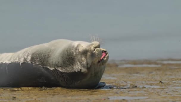 可爱的普通海豹 或者是躺在沙滩上打呵欠的Phoca Vitulina — 图库视频影像