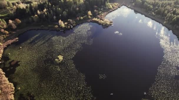 美しい空中ドローン秋の晴れた日に湖の周りの水とその睡蓮と海岸を示すアメリカの湖のショット — ストック動画