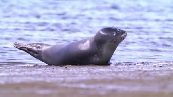 Individual Common Seal Species Lying Banana Position Beach While Raising —  Stock Video © BlackBoxGuild #542963020