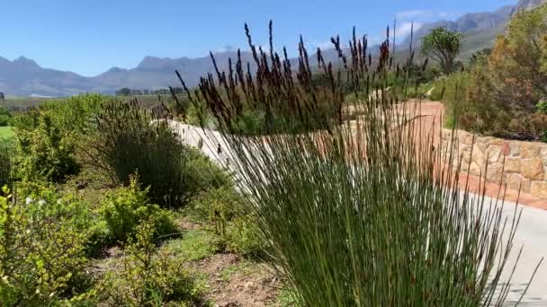 Rieten Planten Van Fynbos Wind Waait Een Wijnboerderij — Stockvideo