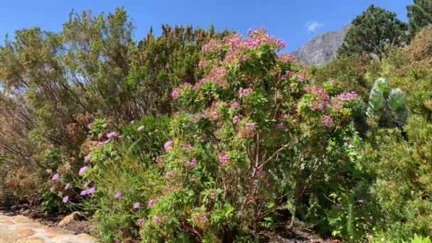 Fynbos Θαμνώδη Βλάστηση Και Φυτά Ένα Οινοποιείο — Αρχείο Βίντεο