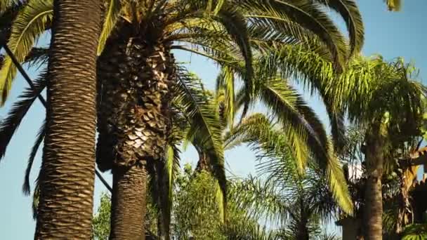 Palmeras Tropicales Viento Ligero Día Soleado Los Ángeles — Vídeos de Stock