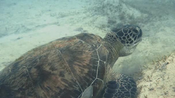 Podwodne Zbliżenie Strzał Dużego Żółwia Morskiego Jedzącego Trawę Piasku Dnie — Wideo stockowe