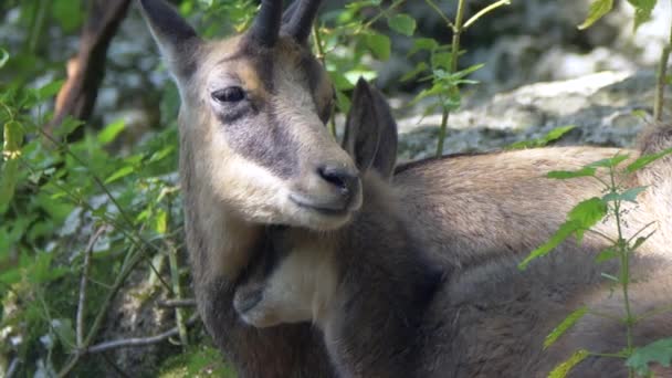 Close Shot Selvaggio Famiglia Chamois Coccole Nel Deserto Madre Carino — Video Stock