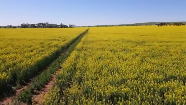 Luftaufnahme Die Schnell Über Den Pfad Zwischen Endlosen Rapsfeldern Australien — Stockvideo