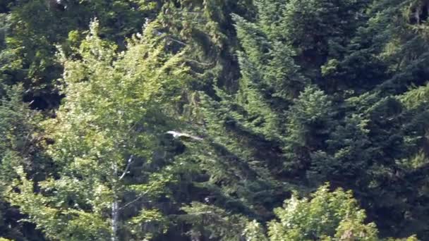 Sledování záběr divokého červeného draka Milvus létání před zelenými lesními stromy během slunečního svitu - Široký záběr