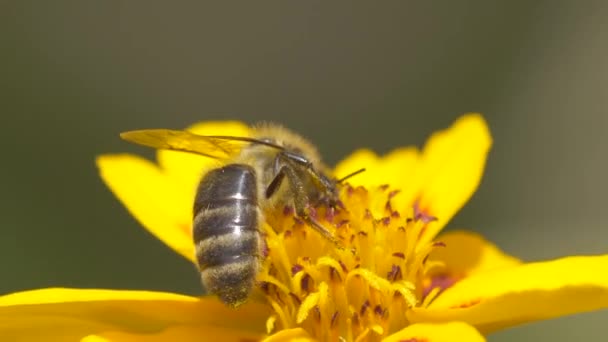 Extrémní detail záběr divoké včely sání nektar okvětního lístku a odlétání