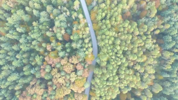 Воздух Сверху Вниз Снимок Электромобиля Движущегося Лесной Дороге Вращающийся Вид — стоковое видео