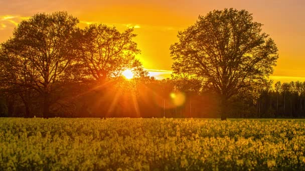Časová prodleva žlutého pole znásilnění se zlatým západem slunce skrývajícím se za lesními stromy - Mraky na obloze v žluté barvě