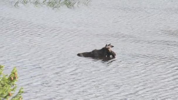 川の水でロンリーブルムース 暑い夏の日にリフレッシュ 自然の中で野生動物 静的ショット — ストック動画