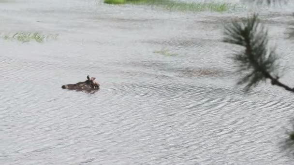 Bull Moose Afkoelen Eten Van Waterplanten Rivier Warme Zomerdag Rocky — Stockvideo