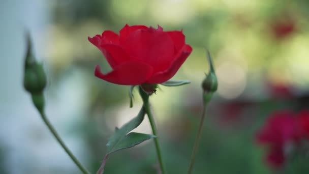 Disparo Lento Alrededor Una Rosa Roja Floreciente Con Jardín Borroso — Vídeos de Stock