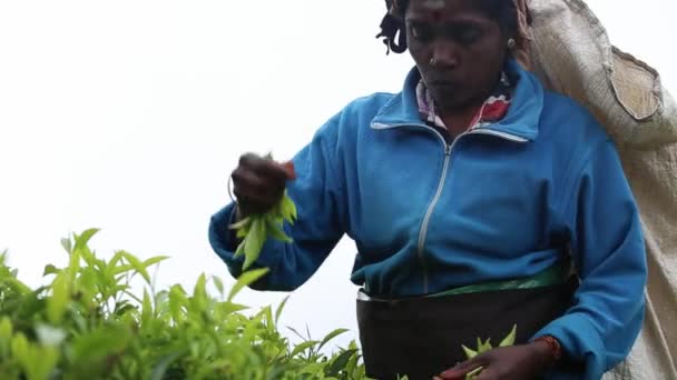 Gezicht Vrouwelijke Theetuinwerker Blauw Jasje Het Verzamelen Van Theebladeren Kadugannawa — Stockvideo
