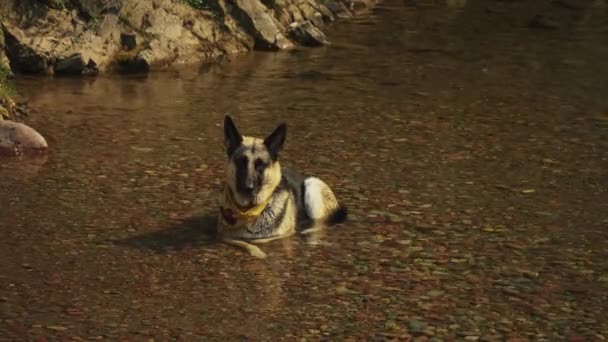 German Shepherd Dog Wearing Yellow Scarf Cools Laying Creek Drinking — Stock Video