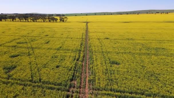 Vista Superior Aérea Sobre Campo Canola Vibrante Con Suciedad Pathway — Vídeo de stock