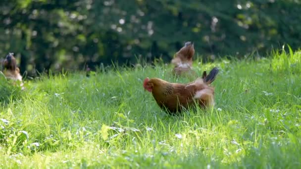 Wild Brown Csirke Legeltetés Magas Füves Területen Táplálékszerzés Után Természetben — Stock videók