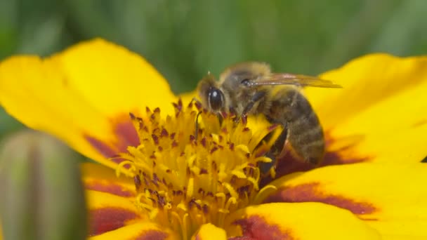 Makro Ujęcie Dzikiego Pracownika Pszczół Zbierającego Nektar Petal Świetle Słonecznym — Wideo stockowe