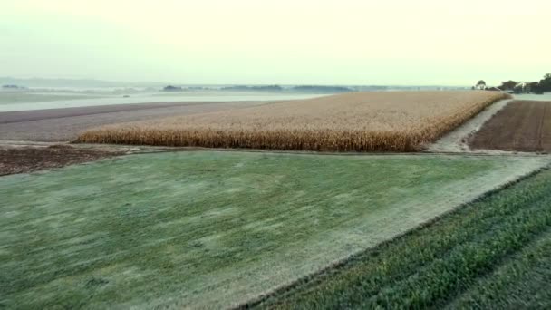 Гладкий Пролёт Над Кукурузой Пустым Полем Поздней Осенью Холодным Утром — стоковое видео