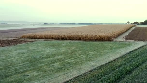 Vuelo Suave Sobre Maíz Campo Vacío Finales Otoño Durante Una — Vídeos de Stock