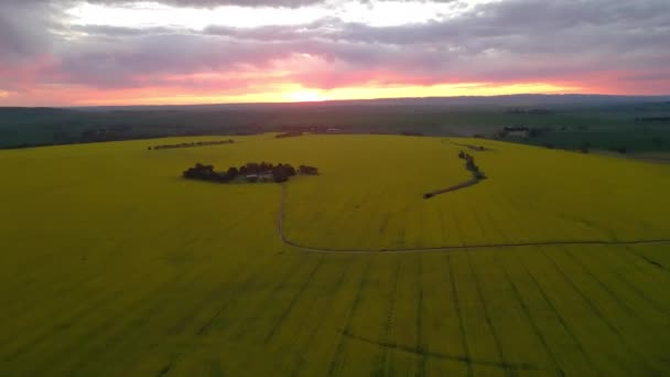 伊甸园景观时空中俯瞰黄色油菜地的全景 — 图库视频影像