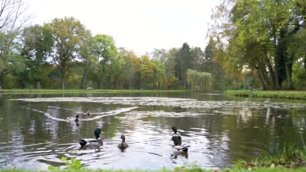 Mallard Ducks Simmar Parkdammen Docka — Stockvideo
