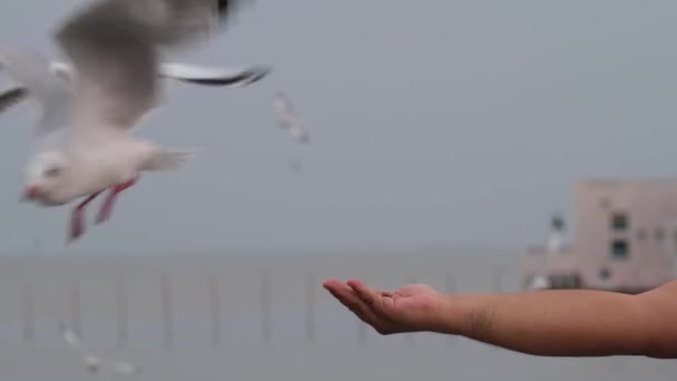 Hand Extended Open Seagulls Flyby Almost Landing Feed Seagulls Bang — Stock Video