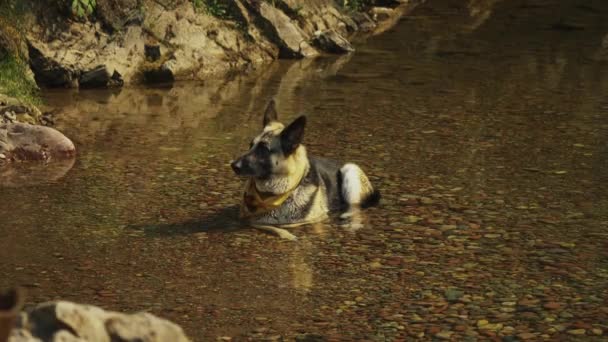 German Shepherd Dog Cools Laying Creek Walks Search Some Shade — Stock Video