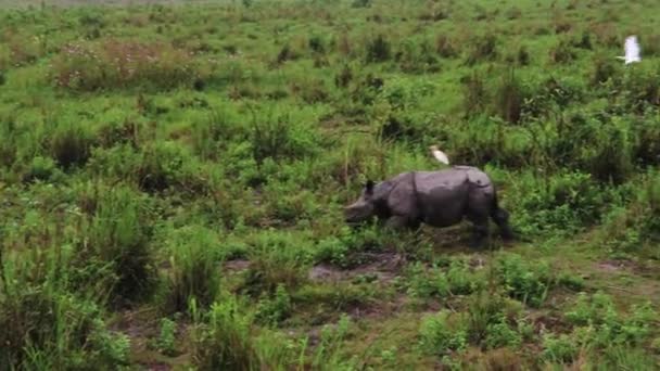 Rinoceronte Caminando Naturaleza Por Mañana Desde Ángulo Superior — Vídeos de Stock