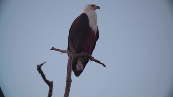 Aquila Seduta Ramo — Video Stock