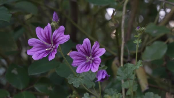 Çimenlerdeki Mor Çiçeklerin Durgun Görüntüsü Rüzgarda Ağır Çekimde Hareket Ediyor — Stok video