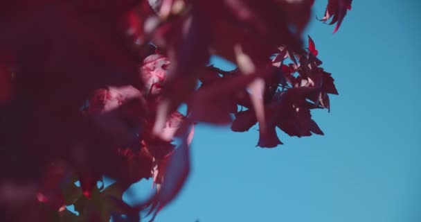 Яскраво Червоне Осіннє Листя Відкритому Повітрі Фоні Блакитного Неба — стокове відео