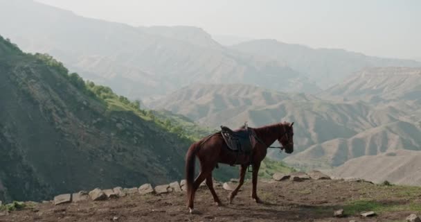 Caballo Caminando Por Montaña — Vídeos de Stock