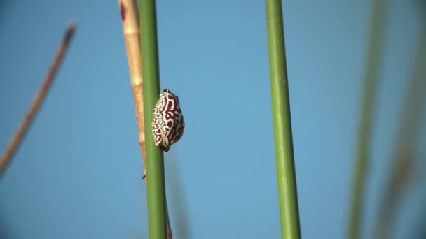 一只小青蛙坐在芦苇上 — 图库视频影像