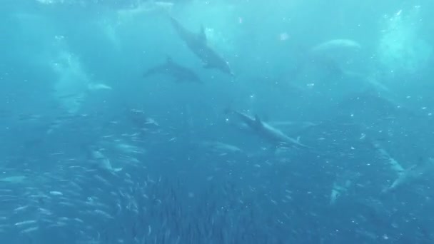 Imágenes Agua Subterránea Delfines Cazando Sardinas Agua Mar Oceánica Con — Vídeo de stock