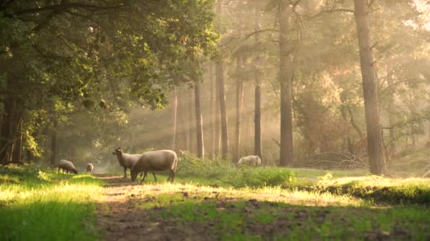 Rayos Solares Cinematográficos Capturando Bandada Ovejas Alimentándose Bosque Bosque Tranquilo — Vídeo de stock