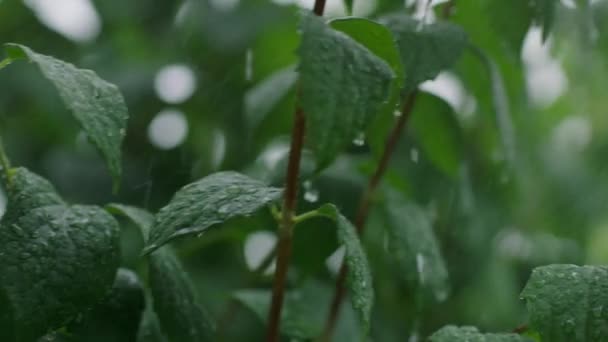 Regen Auf Grünem Laub — Stockvideo