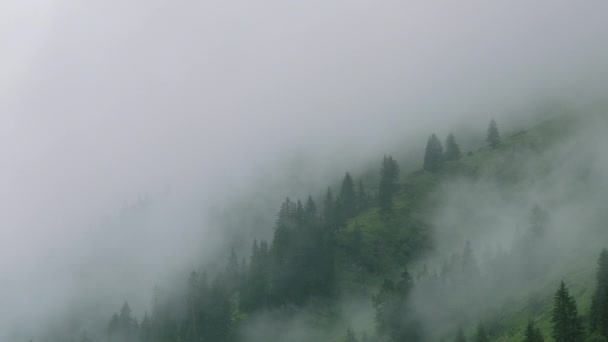 Время Таинственного Тумана Плывущего Между Деревьями Горного Леса — стоковое видео