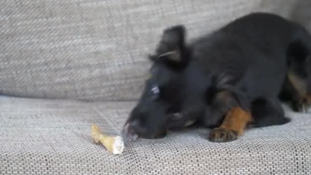 Cachorro Preto Brincando Com Brinquedo Osso Sentado Sofá Correndo Para — Vídeo de Stock