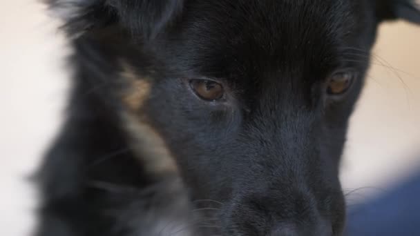 Close Tiro Olhos Filhote Cachorro Preto Olhando Aqui Ali Sentado — Vídeo de Stock