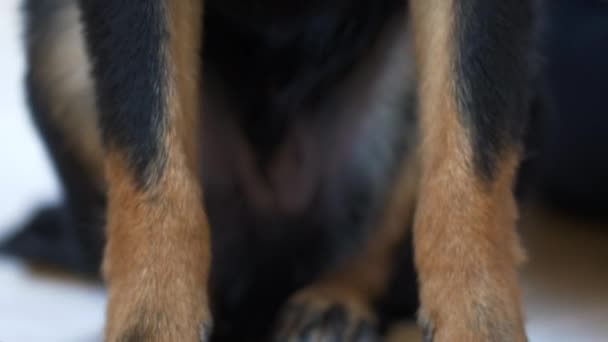 近视慢镜头拍摄的一只黑色杂交小狗的腿 颈部有选择地集中在地面上 — 图库视频影像