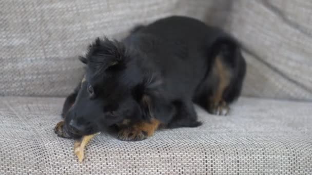 Cachorro Negro Jugando Con Juguete Hueso Sentado Sofá Enfoque Selectivo — Vídeos de Stock