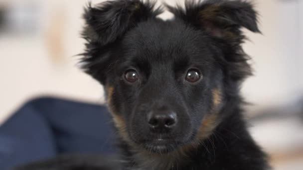 Close Van Zwarte Pup Die Bank Zit Naar Camera Kijkt — Stockvideo