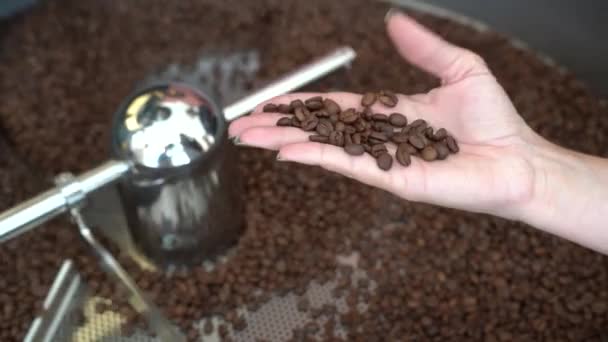 Coffee beans roasting machine with female Roastmaster checking the roasted batch by hand, Close up shot