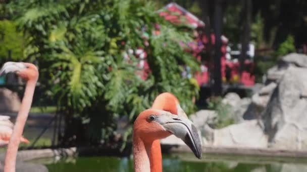 Annäherung Eine Gruppe Flamingos — Stockvideo