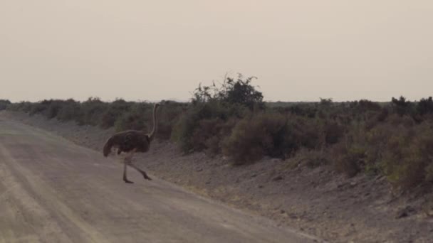 Struzzo Che Cammina Sul Paesaggio Semi Arido Del Parco Nazionale — Video Stock