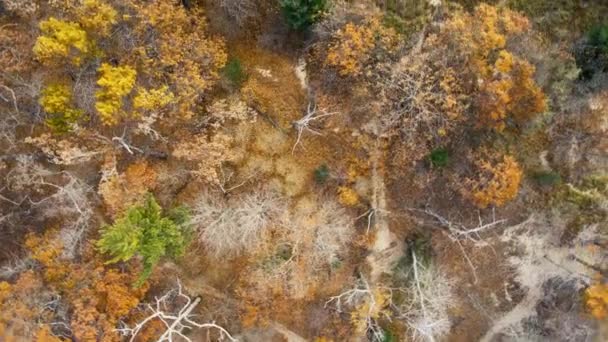 Senderos Parque Kruse Finales Otoño Desde Dron — Vídeos de Stock