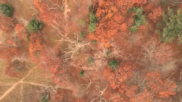 Birdseye Veduta Dei Sentieri Del Parco Kruse Muskegon — Video Stock